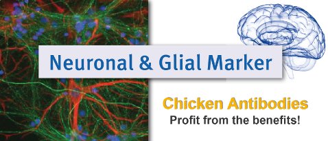New Antibodies for Neuronal and Gloal Marker