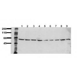 AM00107PU-N