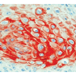 DM127-05
