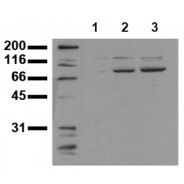 AM00149PU-N