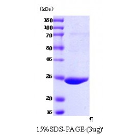 AR03011PU-N