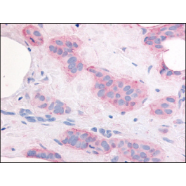 AP07109PU-N
