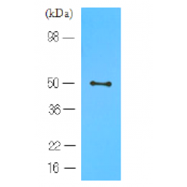 AM03124PU-S