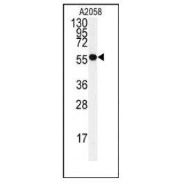 AP12523PU-N