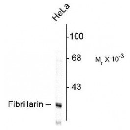 AM08249PU-N
