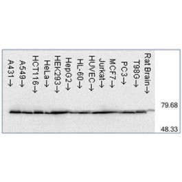 AM03139PU-L
