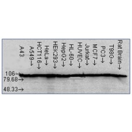 AM03150PU-S