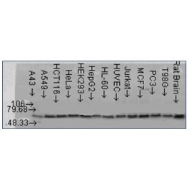AP03032PU-N