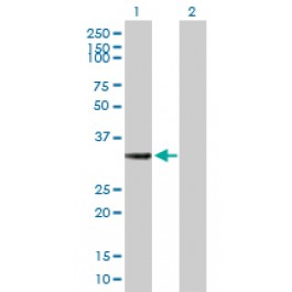 H00051478-B01P