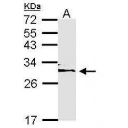 NBP1-33554