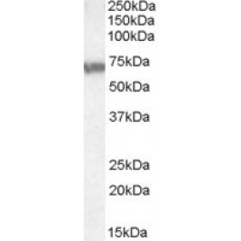 NBP1-20872