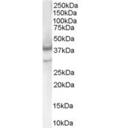 NB300-901