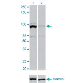 PAB0615