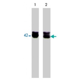 PAB7880
