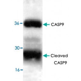 PAB9490