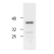Western blot analysis of caspase-4 expression in HeLa cell extract.