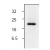 Western blot analysis of Jurkat cells induced with 2 mM of Camptothecin for 6 hours.