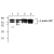 Western blot analysis of Lamin A/C in lysates from Jurkat cells (Lane 1 and 2), mouse small intestine (Lane 3) and rat kidney (Lan 4).