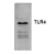 Western blot analysis of TLR4 in transfected HRK293 cells.