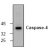 Western blot analysis of caspase-4 in 293 cell lysate.