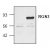 Western blot analysis of RGS3 in transfected HEK293 cells (right lane). The left lane is mock control.