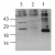 Western blot analysis of Caspase-8. Lane 1: Recombinant h-caspase-8; Lane 2: Untreated Jurkat cells; Lane 3: Camptothecin induced cells.