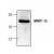 Western blot analysis of MMP-12 expression in Mouse small intestine tissue lysate.