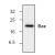 Western blot analysis of Bax expression in HeLa cell lysate.