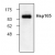 Western blot analysis of Hsp105 expression in HeLa cell lysate.