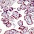 Formalin fixed paraffin embedded human placenta stained with Caspase 1 antibody.
