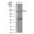 Figure 1. Western blot analysis of TLR4 using TLR4 antibody SM7124P at 2 µg/ml on (A) human intestine and 6 µg/ml on (B) mouse intestine and C) rat intestine lysate.