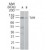Figure 1. Western blot analysis of TLR5 in A) Ramos and B) Raw cell lysate using SM7102P at 2 ug/ml.