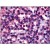 Figure 1. Immunohistochemical staining of parathyroid using anti-Calcitonin receptor antibody SP4717P