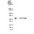 Western blot analysis of 5-HT1BR in human brain lysate with anti-5-HT1BR pcAb (Cat.#SP7000). A protein band of approximate molecular weight of 40-41kDa was detected.
