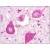 Figure 1.  Immunohistochemical staining of brain neurons using anti- P2RY1 antibody SP4009P.