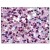 Figure 1. Immunohistochemical staining of spleen red pulp using anti-P2RY6 antibody SP4010P.
