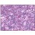 Immunohistochemical staining of thymus lymphocytes using anti-CCR9 antibody SP4012P

