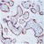 Formalin-fixed, paraffin-embedded human placenta stained with MMP-13 (AM00296PU-N) using peroxidase-conjugate and AEC chromogen. Note cytoplasmic staining of trophoblasts.