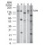 Western blot analysis of TLR9 in A) human PBMC, B) human intestine, C) mouse intestine, and D) rat intestine tissue lysates using the antibody at a dilution of 3 µg/ml. Lane E shows antibody tested at 5 ug/ml in human MCF7 cell lysate.