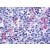 Immunohistochemical staining of dendritic cells using anti-P2Y11 antibody SP4018P 

