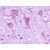 Immunohistochemical staining of brain (neurons and glia) using anti-P2RY8 antibody SP4025P