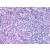 Figure 1. Immunohistochemical staining of spleen using anti-P2RY10 antibody SP4026P