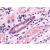 Immunohistochemical staining of Kidney (Renal tubules) using anti- HTR1F antibody SP4034P