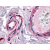 Immunohistochemical staining of Colon (Submucosal Vessels) using anti-CALCRL antibody SP4083P