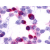 Cells expressing target protein - immunostained with target antibody