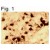 Figure 1 shows immunolocalization of androgen receptor in primate brain using SM5020P