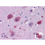 Immunohistochemical staining of Brain (Neurons and Glia) using anti- P2RY14 antibody SP4178P