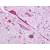 Immunohistochemical staining of Brain (Neurons and glia) using anti- P2RY14 antibody SP4179P
