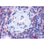 Immunohistochemical staining of Spleen using anti- P2RY13 antibody