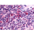 Immunohistochemical staining of Spleen using anti- P2RY13 antibody SP4264P